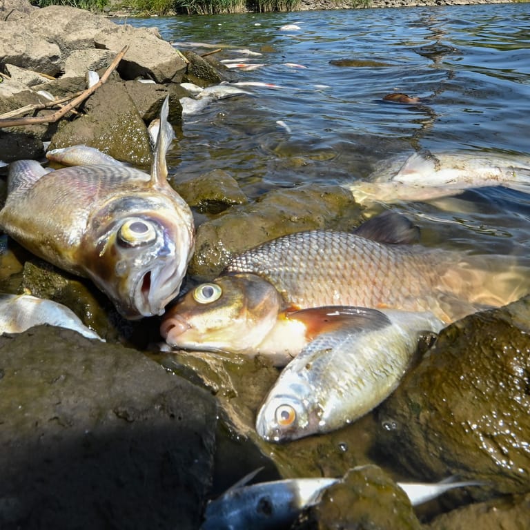 Zahllose tote Fische treiben im Wasser des deutsch-polnischen Grenzflusses Oder.