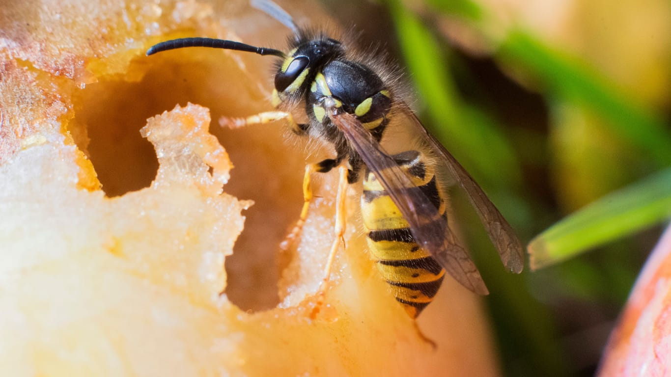 Wespenalarm: Die schwarz-gelb gestreiften Insekten werden besonders durch süße Speisen und reifes Obst gelockt.