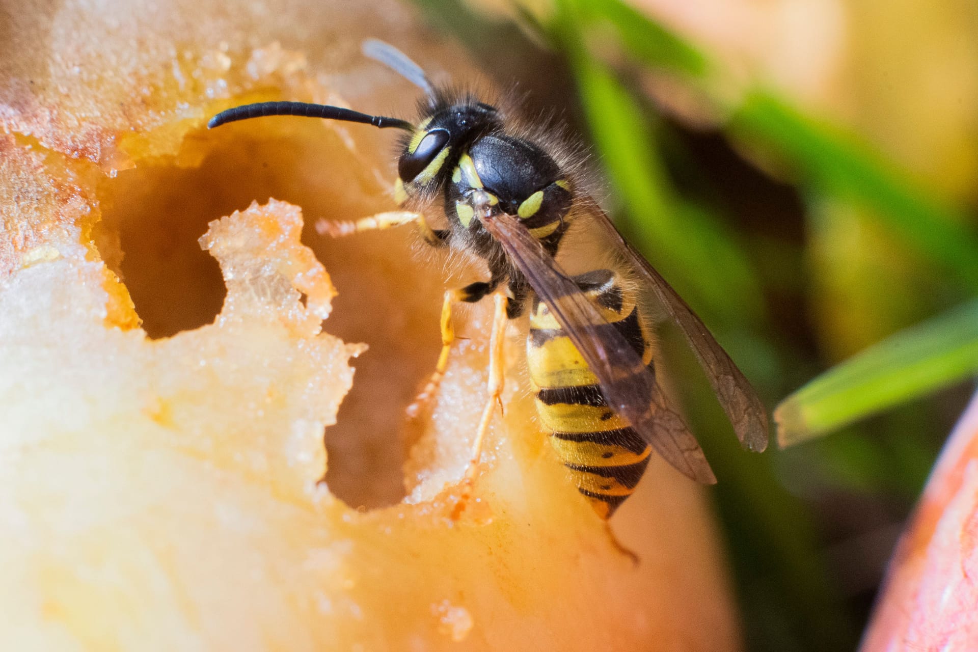 Wespenalarm: Die schwarz-gelb gestreiften Insekten werden besonders durch süße Speisen und reifes Obst gelockt.