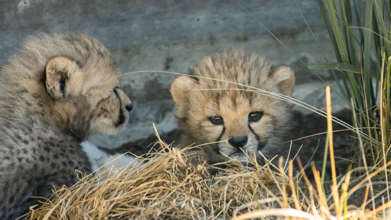Erstmalig ist der Wilhelmae die Zucht von Geparden geglückt: Die Fünflinge sind mit fünf Wochen jetzt erstmals auf der Außenanlage zu sehen.