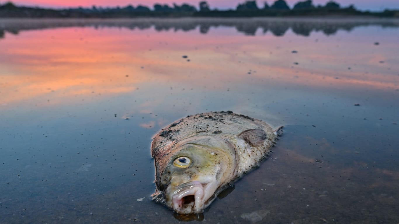 Fischsterben in der Oder