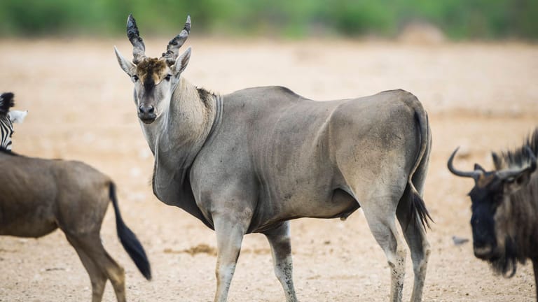 Elen-Antilope: Ein solches Tier hat einen Tierpark-Mitarbeiter in Schweden aufgespießt.