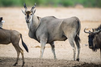 Elen-Antilope: Ein solches Tier hat einen Tierpark-Mitarbeiter in Schweden aufgespießt.