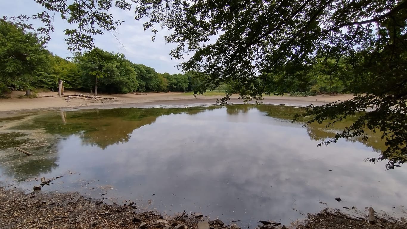 Wenig Wasser im Scheuermühlenteich: Beinahe jedes Jahr trocknet der Teich aus und das bedroht die Tierwelt.