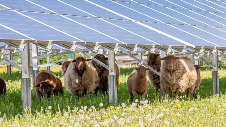 Schafherde unter Solarpaneelen bei Gutstetten in Bayern: In einigen Fällen funktionieren Tierhaltung und Ökostromerzeugung bereits gut nebeneinander. Bei Hühnern scheint der Fall jedoch schwieriger.