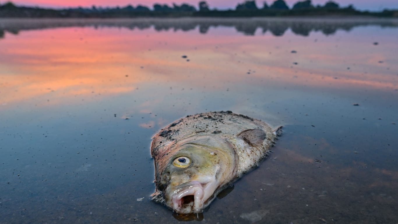 Toter Fisch in der Oder: Der genaue Grund für das Massensterben ist noch immer nicht ermittelt.