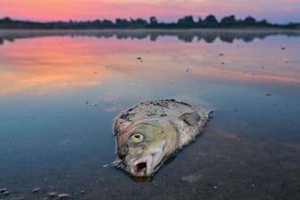 Toter Fisch in der Oder: Der genaue Grund für das Massensterben ist noch immer nicht ermittelt.