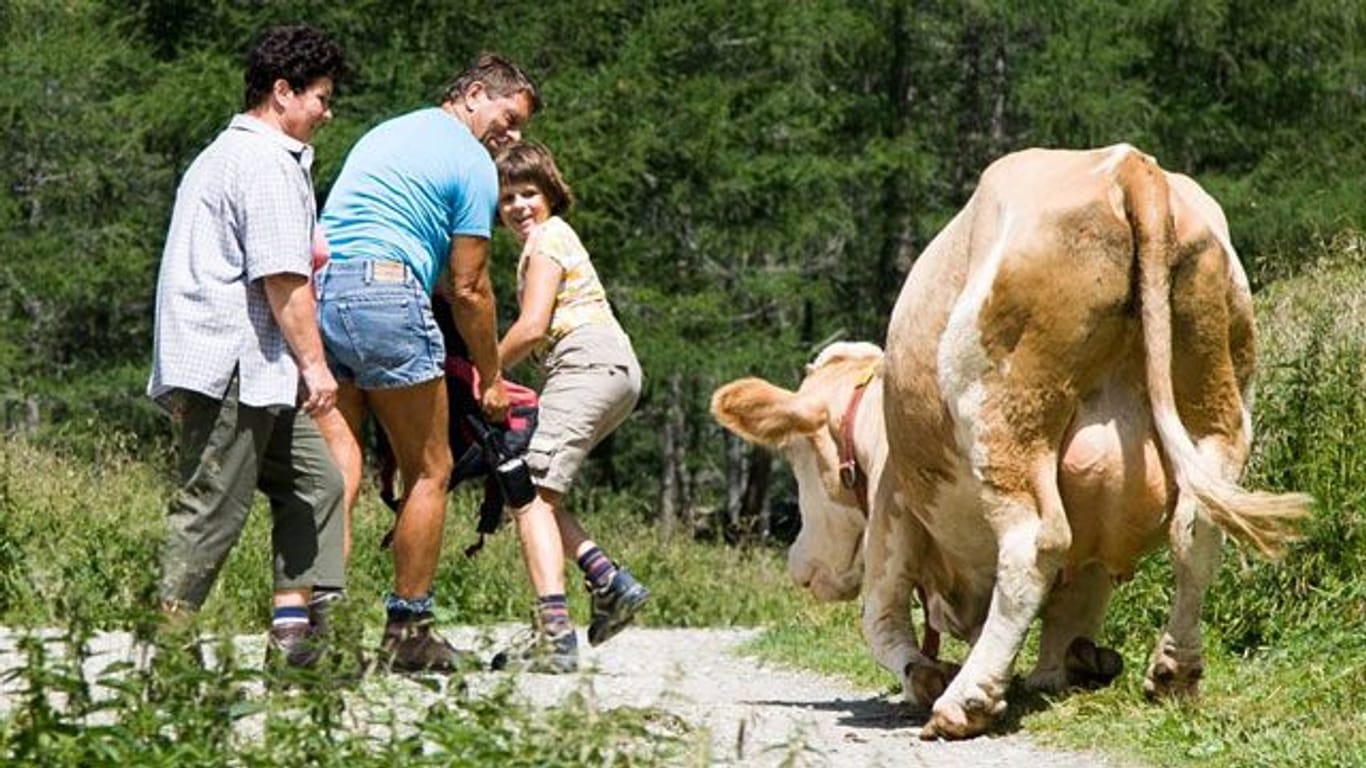 Der Kuh-Knigge soll Unfälle zwischen Wanderern und den Rindviechern verhindern.