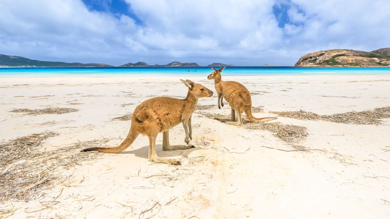 Kängurus und Strand: Australien hat gleich mehrere exotische Wahrzeichen.
