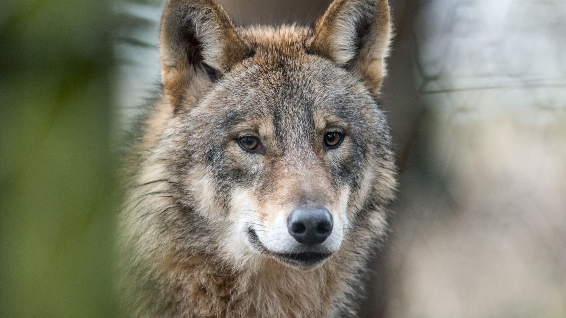 Ein Wolf (Symbolbild): In Hannover hat sich ein Exemplar auf eine Schnellstraße verlaufen und wurde umgefahren.