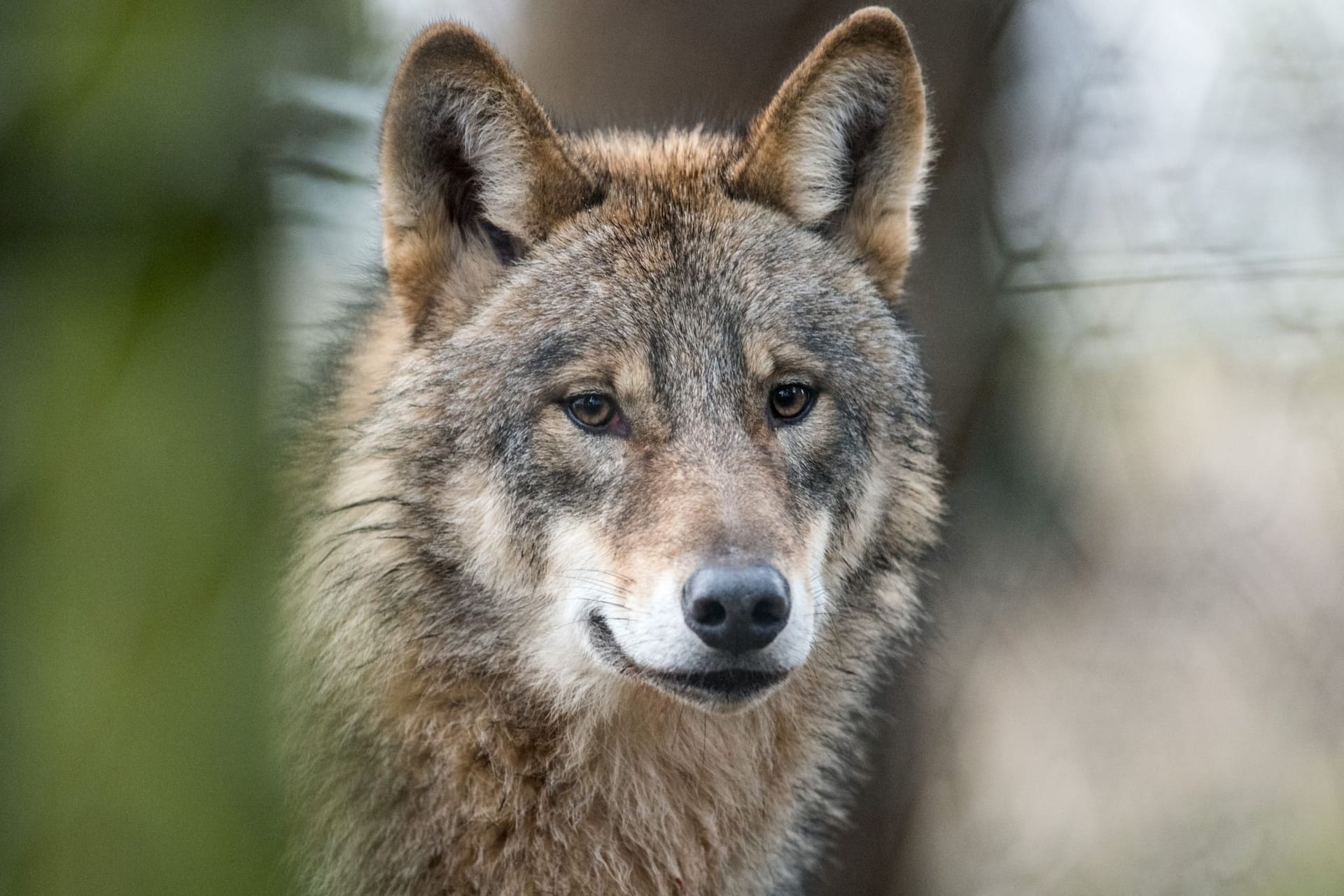 Ein Wolf (Symbolbild): In Hannover hat sich ein Exemplar auf eine Schnellstraße verlaufen und wurde umgefahren.