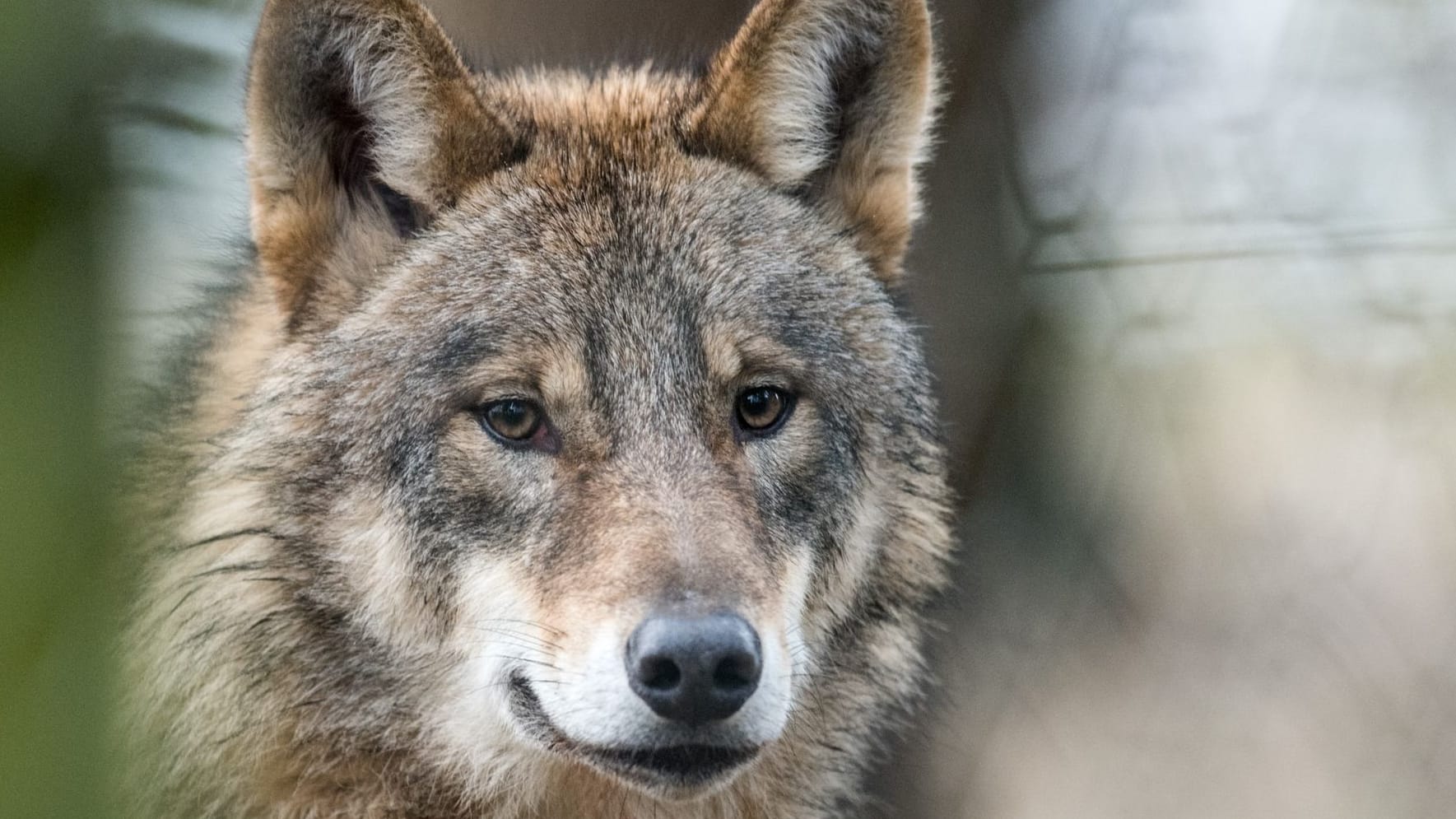 Ein Wolf (Symbolbild): In Hannover hat sich ein Exemplar auf eine Schnellstraße verlaufen und wurde umgefahren.