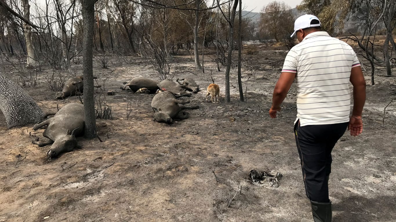 Ein Mann inspiziert den ausgebrannten Tierpark in El Kala, Algerien: Besucher und Tiere wurden dort von den Flammen eingeschlossen.