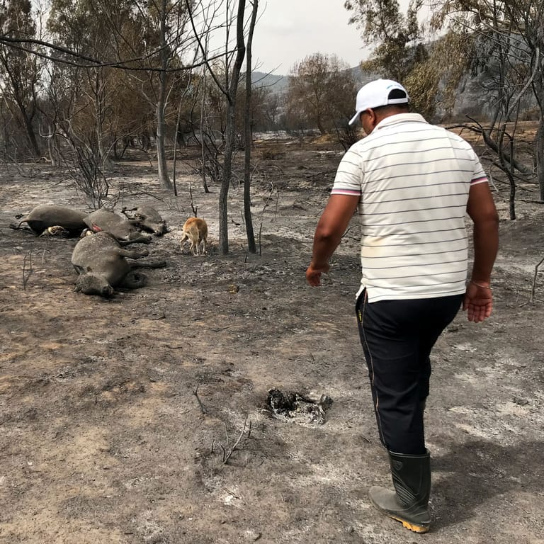 Ein Mann inspiziert den ausgebrannten Tierpark in El Kala, Algerien: Besucher und Tiere wurden dort von den Flammen eingeschlossen.