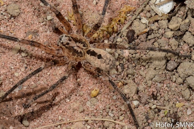 Männliche Zoropsis Spinimana: Die Nosferatu-Spinne kann beißen.