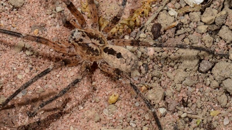 Männliche Zoropsis Spinimana: Die Nosferatu-Spinne kann beißen.