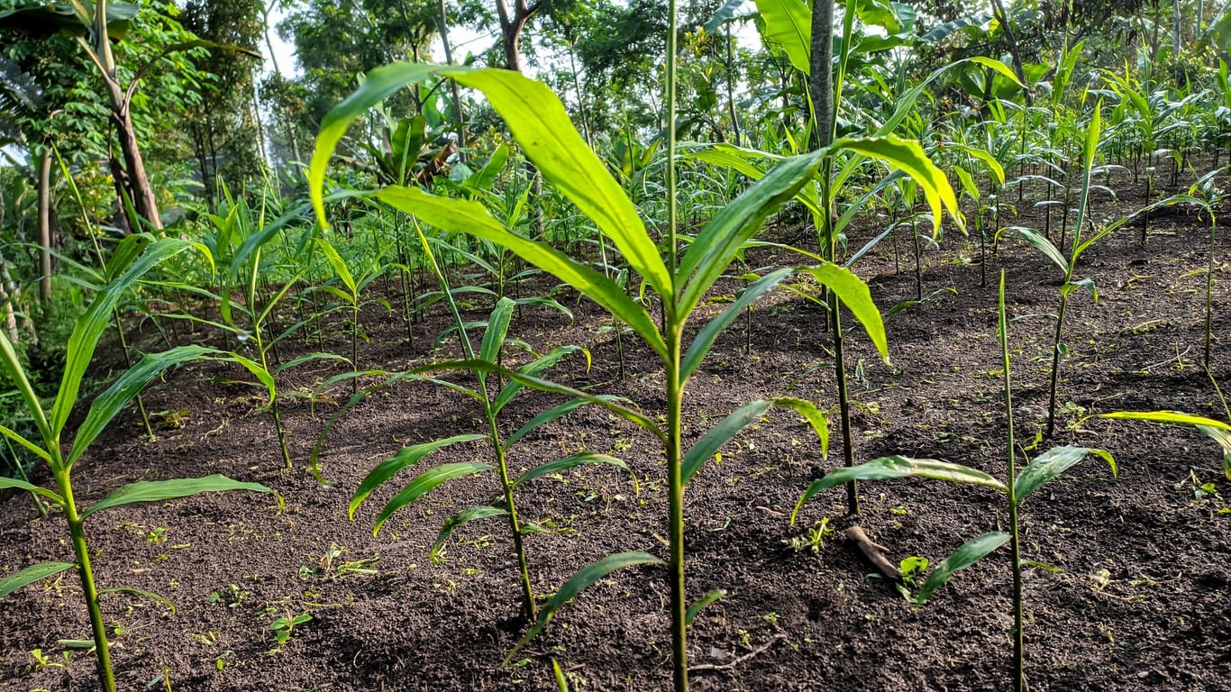 Ginger plant on a plantation in West Java (Indonesia).