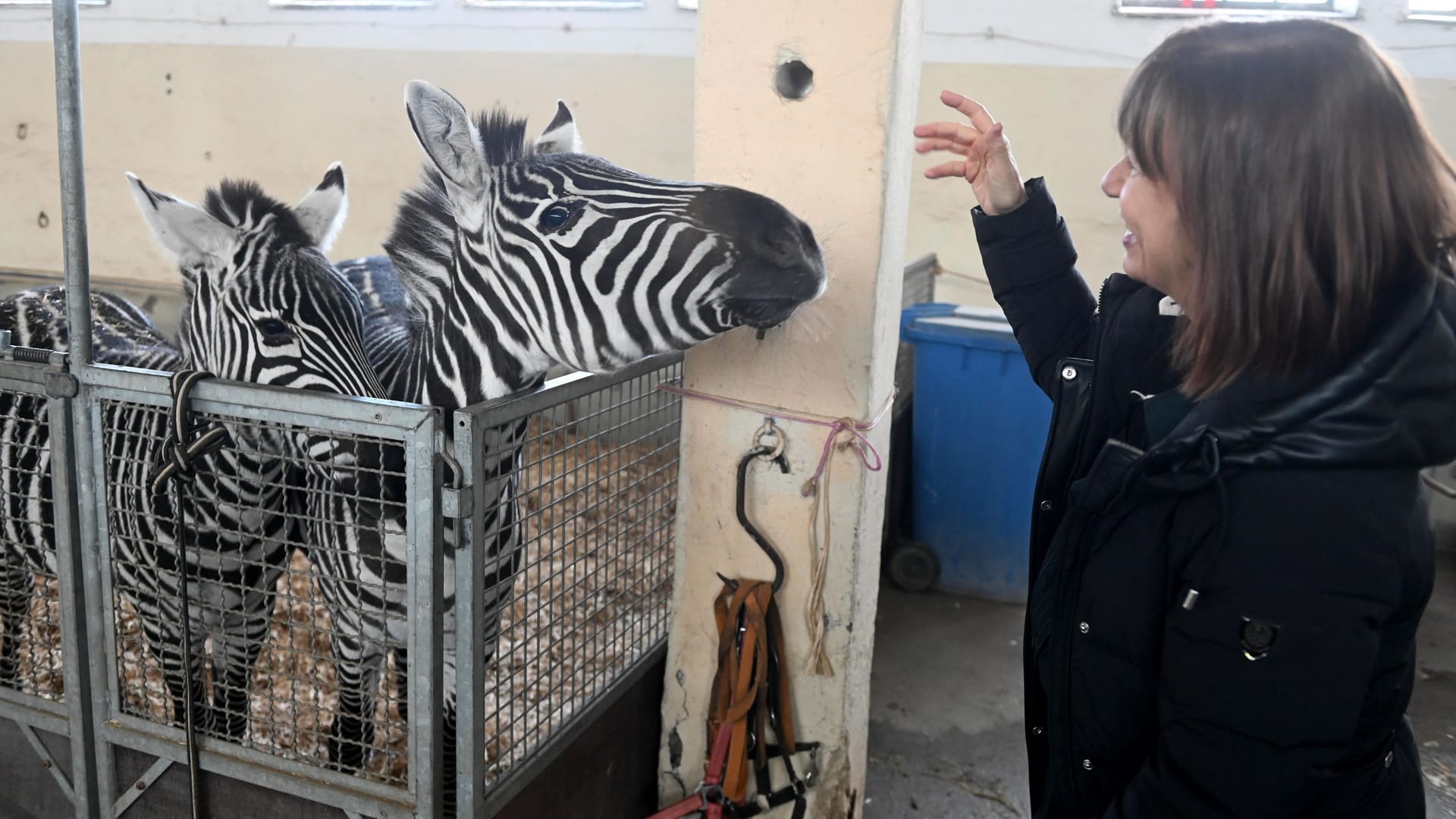 Immer wieder hagelt es Kritik an den Haltungsbedingungen von Tieren im Zirkus (Archivbild).