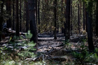 Der verbrannte Wald im Sperrgebiet um die Brandstelle am Sprengplatz der Berliner Polizei im Grunewald: Der Wald darf weiterhin nicht betreten werden.