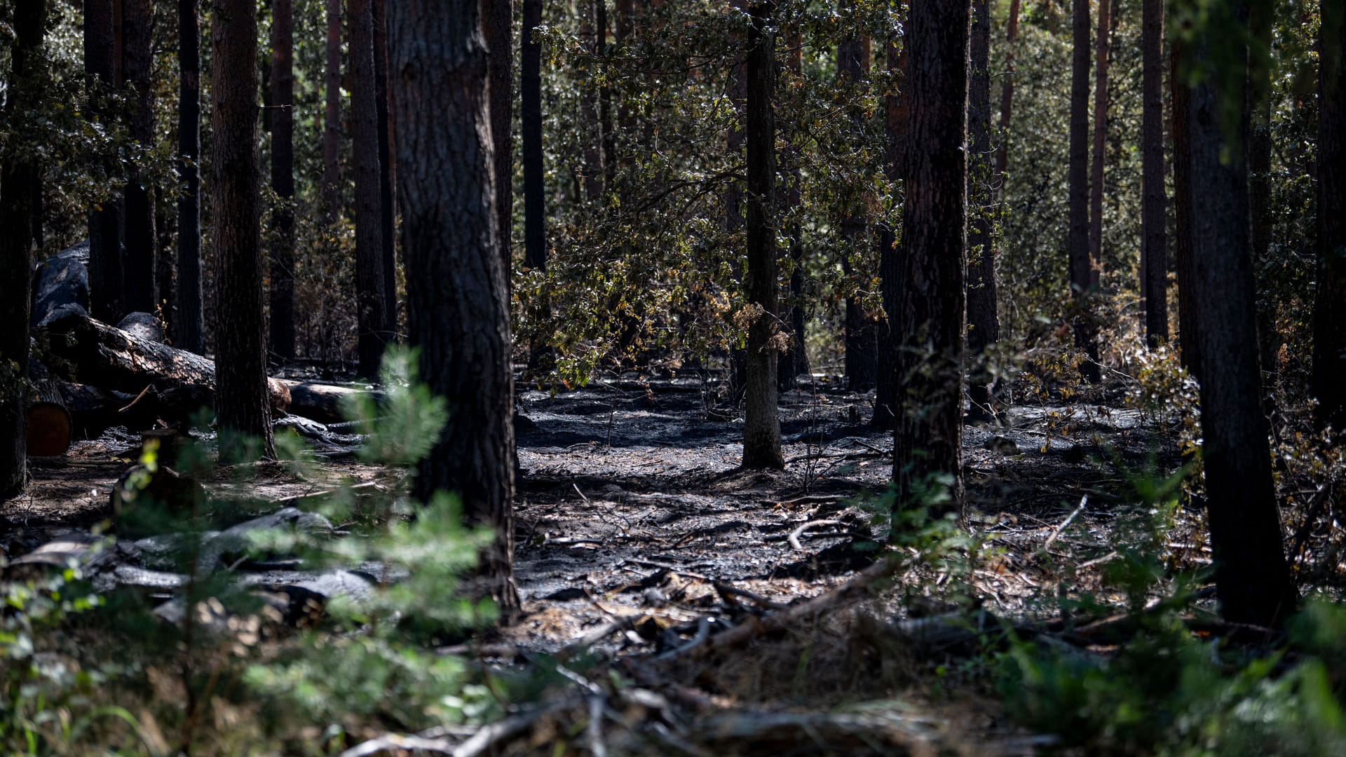 Der verbrannte Wald im Sperrgebiet um die Brandstelle am Sprengplatz der Berliner Polizei im Grunewald: Der Wald darf weiterhin nicht betreten werden.