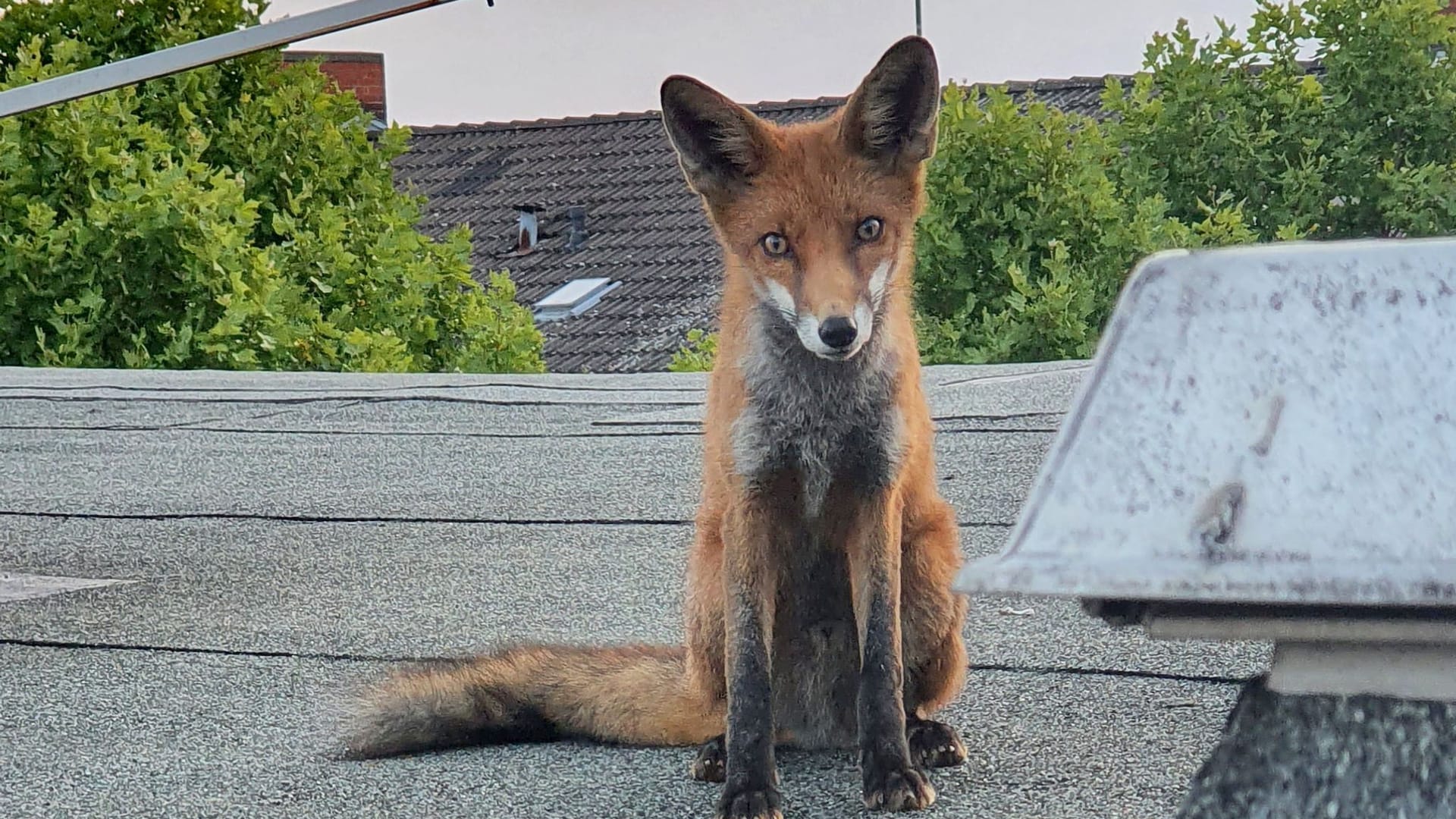 Jungfuchs in Charlottenburg: Wegen dem Tier kam die Polizei.
