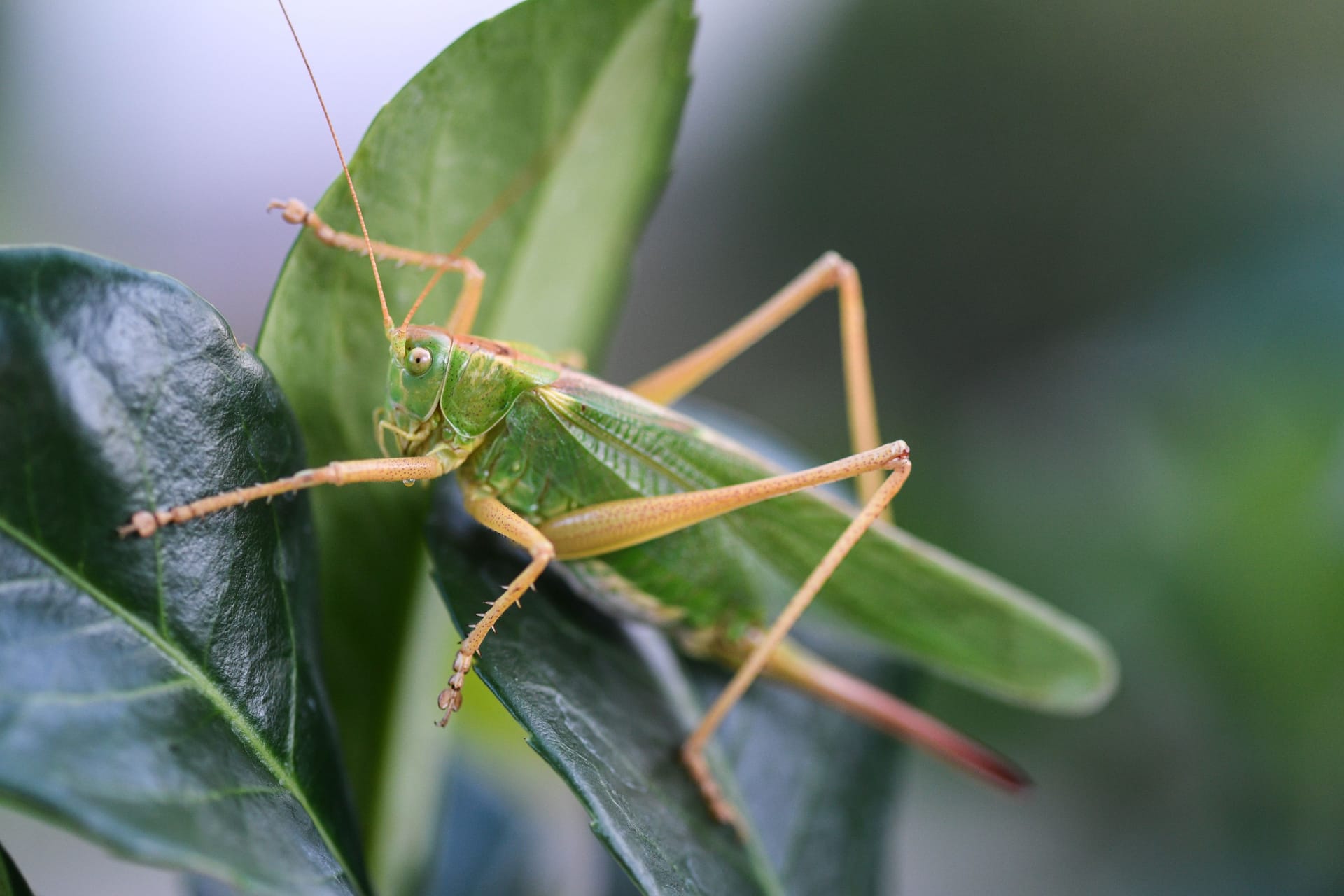 Ein Grünes Heupferd (Tettigonia viridissima): Das Zirpen von Heuschrecken gehört zum Sommer wie die Sonne – doch wozu dienen die Geräusche?