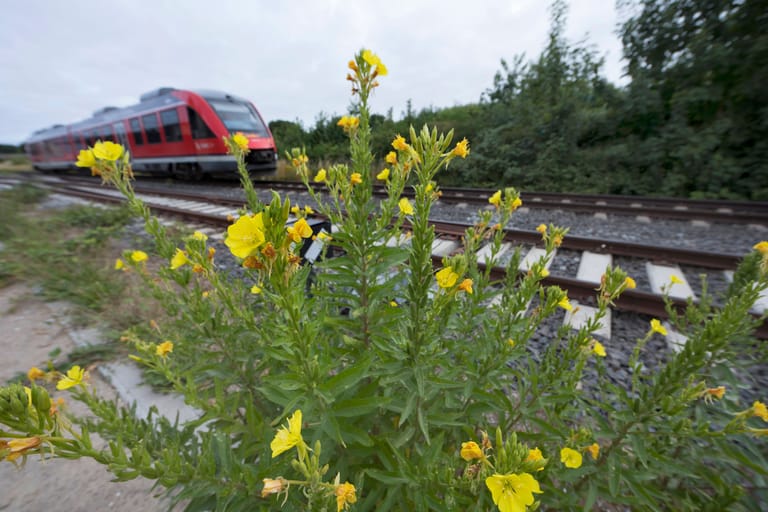 Ein Regionalzug der Deutschen Bahn (Archivbild): Etliche Betonschwellen müssen in den kommenden Monaten aus Sicherheitsgründen ausgetauscht werden.