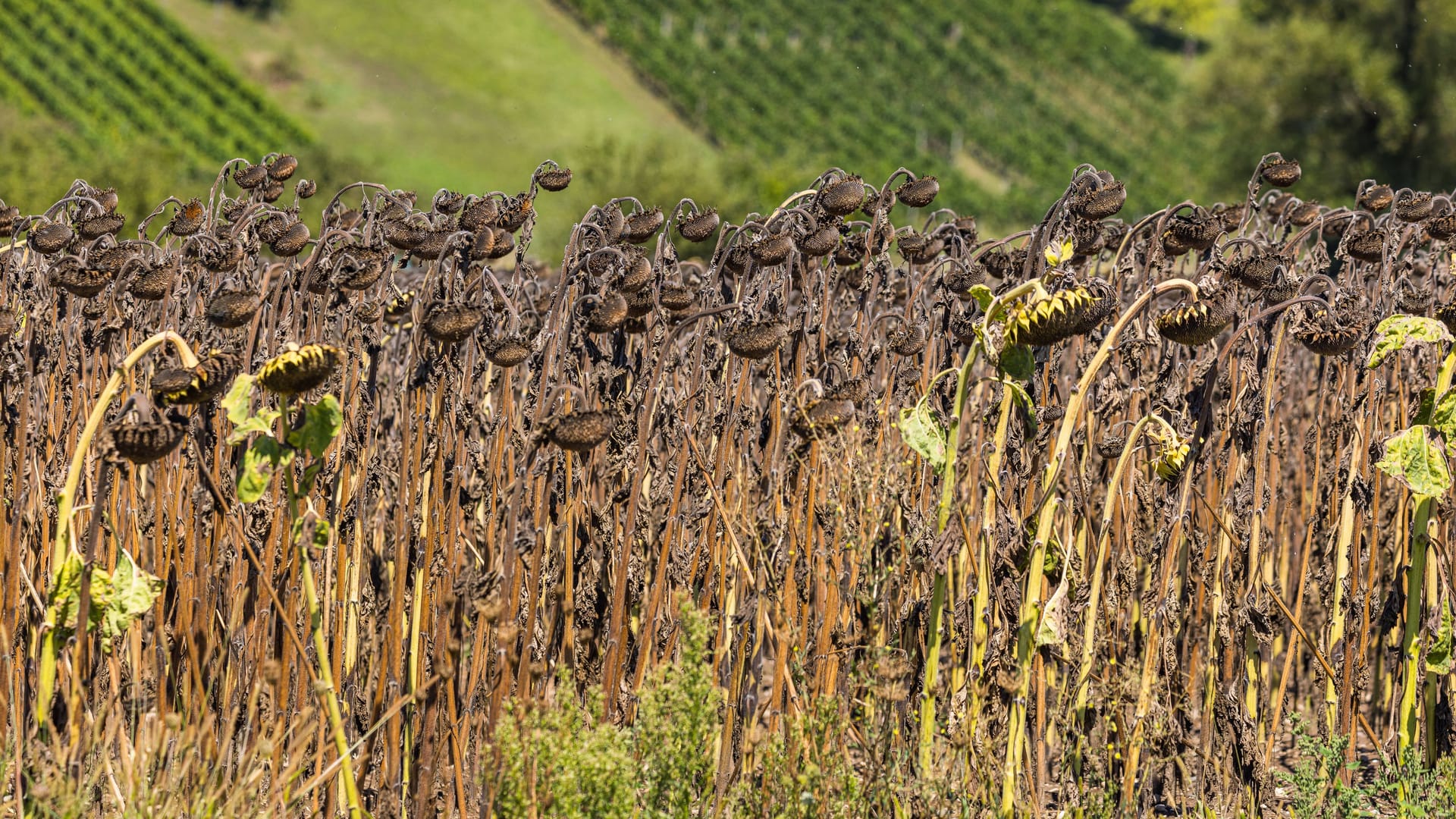 Ausgetrocknete Sonnenblumen: Langanhaltende Dürreperiode und aussergewöhnlich hohe Temperaturen dürften künftig vor allem der Mittelmeerregion zusetzen.