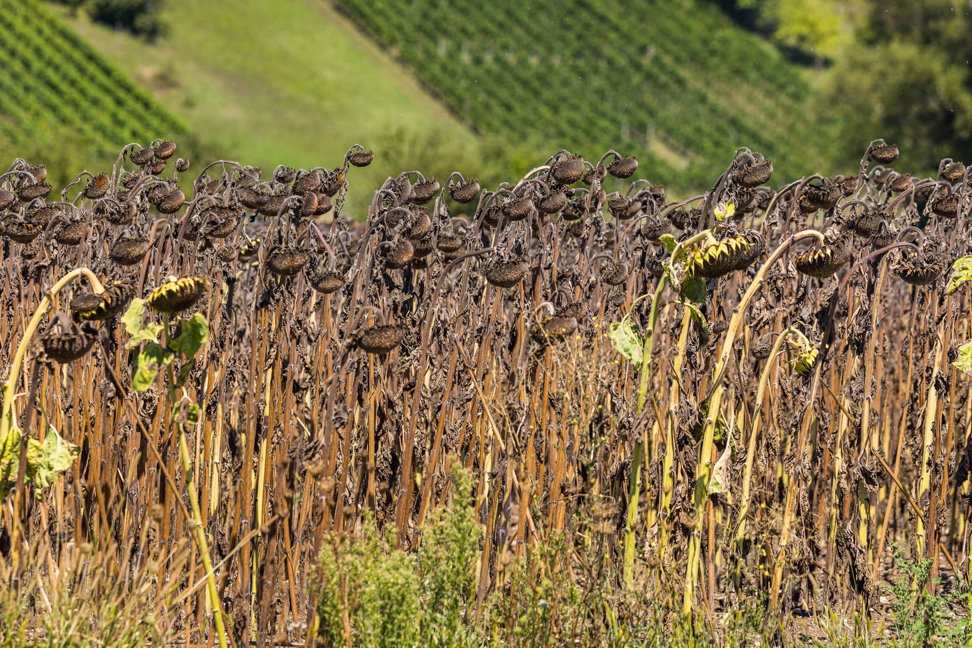 Ausgetrocknete Sonnenblumen: Langanhaltende Dürreperiode und aussergewöhnlich hohe Temperaturen dürften künftig vor allem der Mittelmeerregion zusetzen.