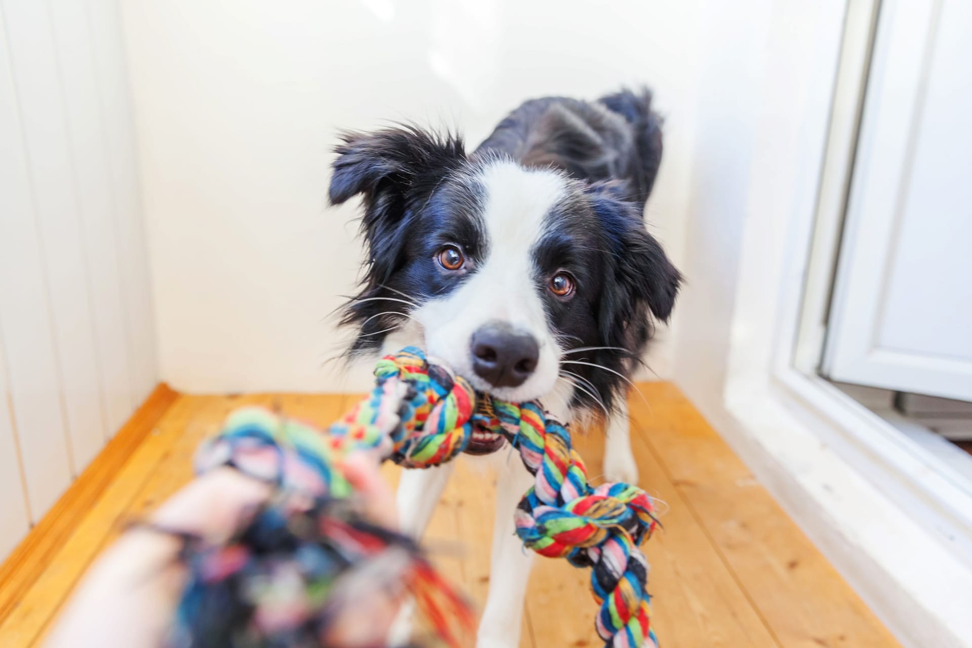 Die Stiftung Warentest hat 15 Hundespielzeuge genauer unter die Lupe genomme.