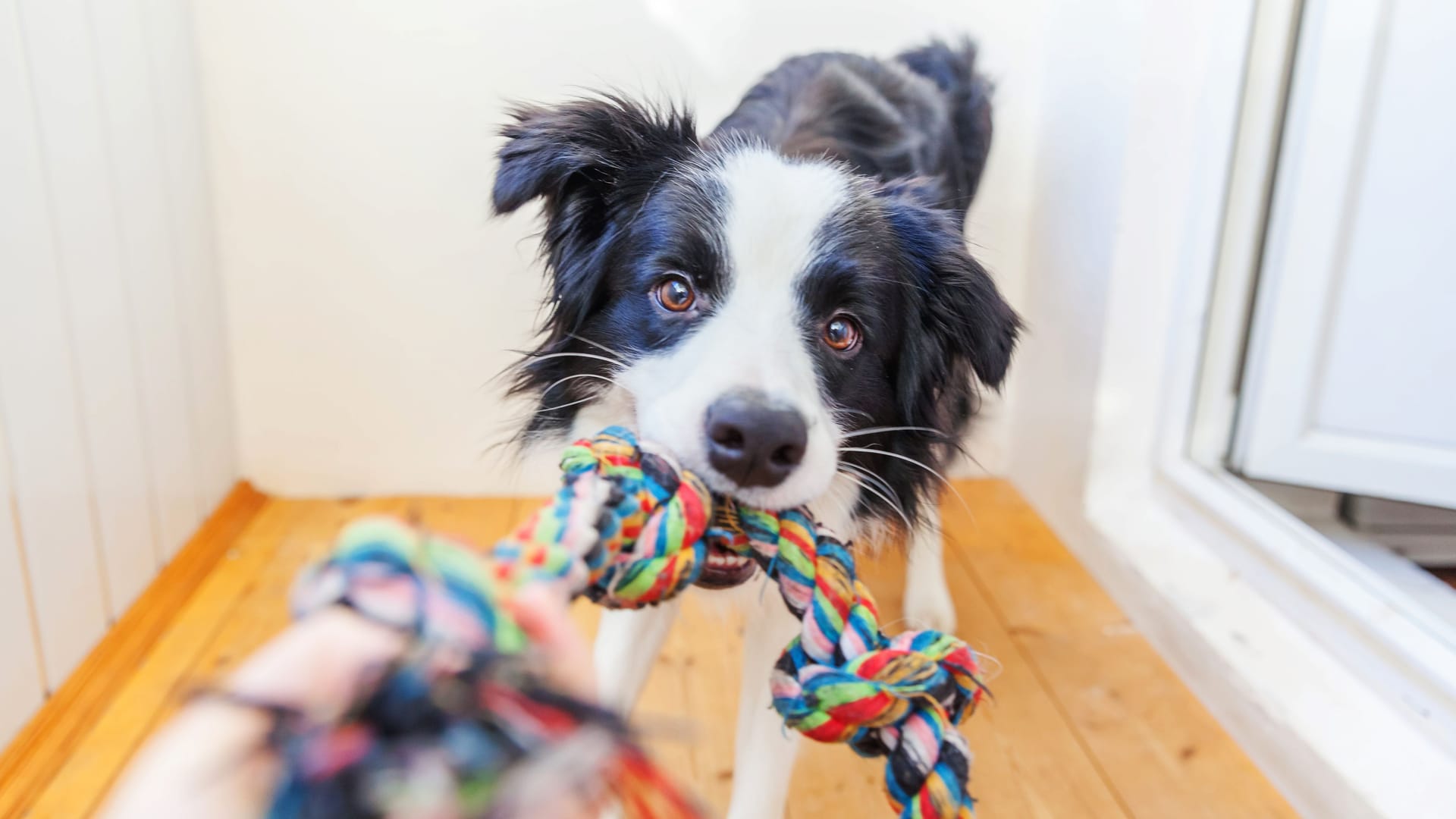 Die Stiftung Warentest hat 15 Hundespielzeuge genauer unter die Lupe genomme.