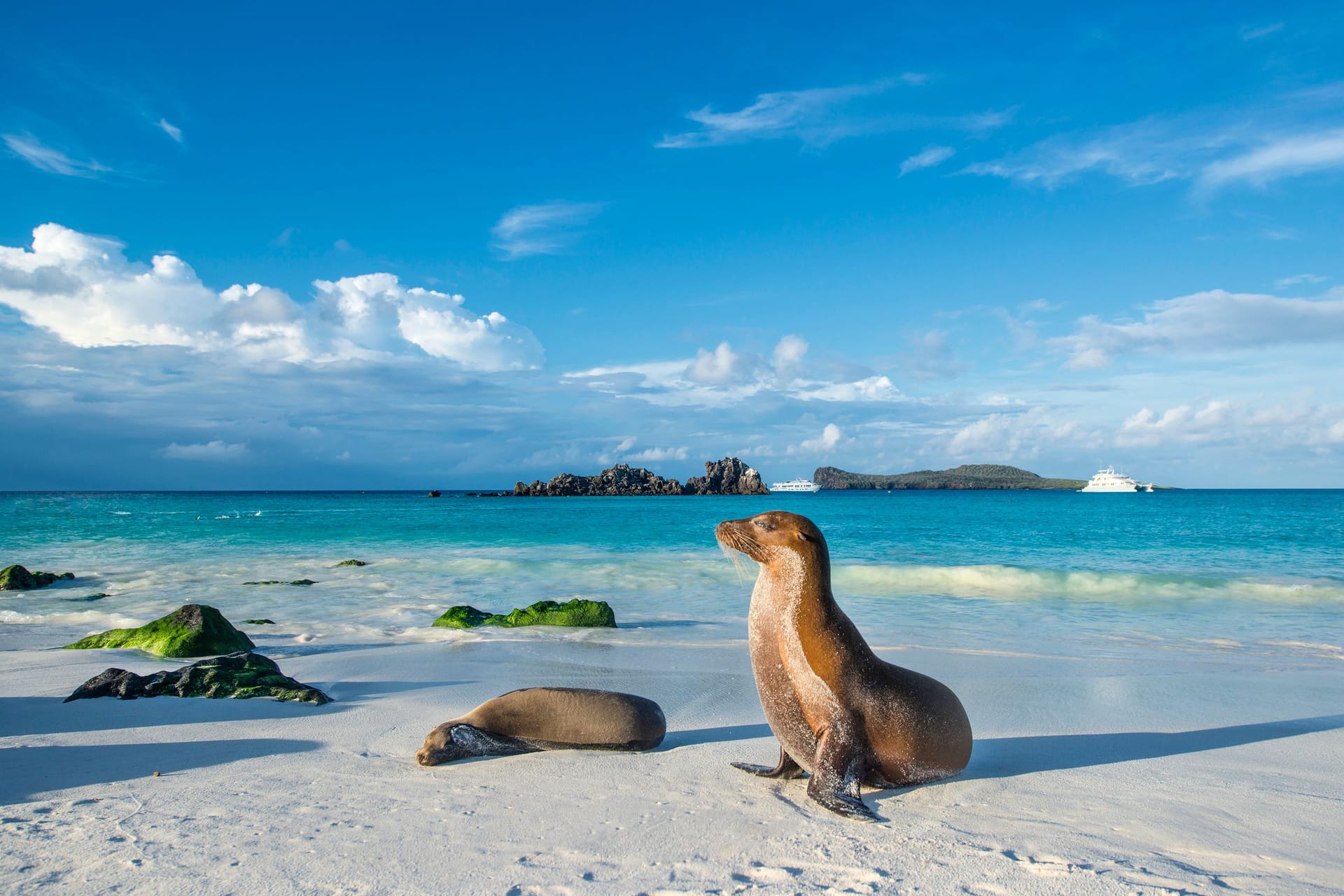 Galapagos Seelöwe: Die Tier- und Pflanzenwelt auf den Inseln ist einzigartig.