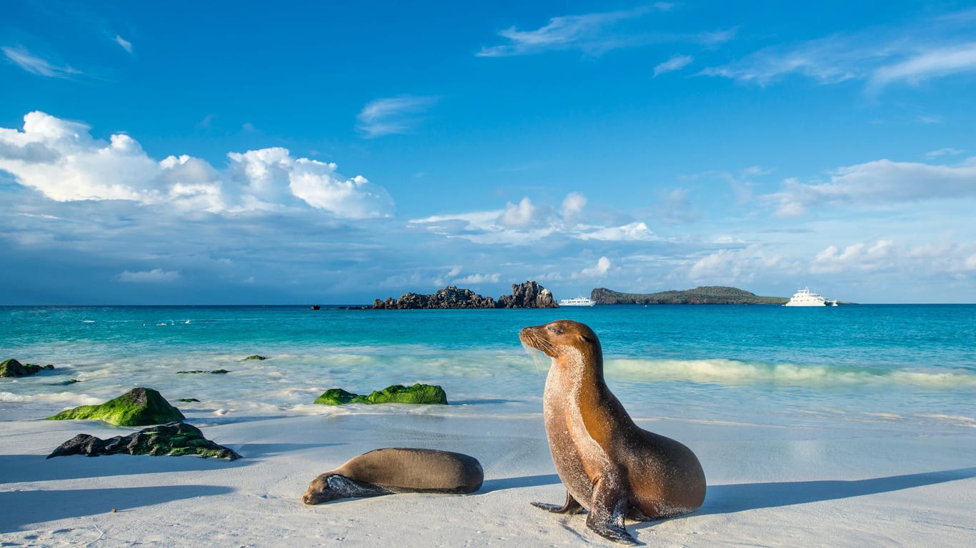 Galapagos Seelöwe: Die Tier- und Pflanzenwelt auf den Inseln ist einzigartig.