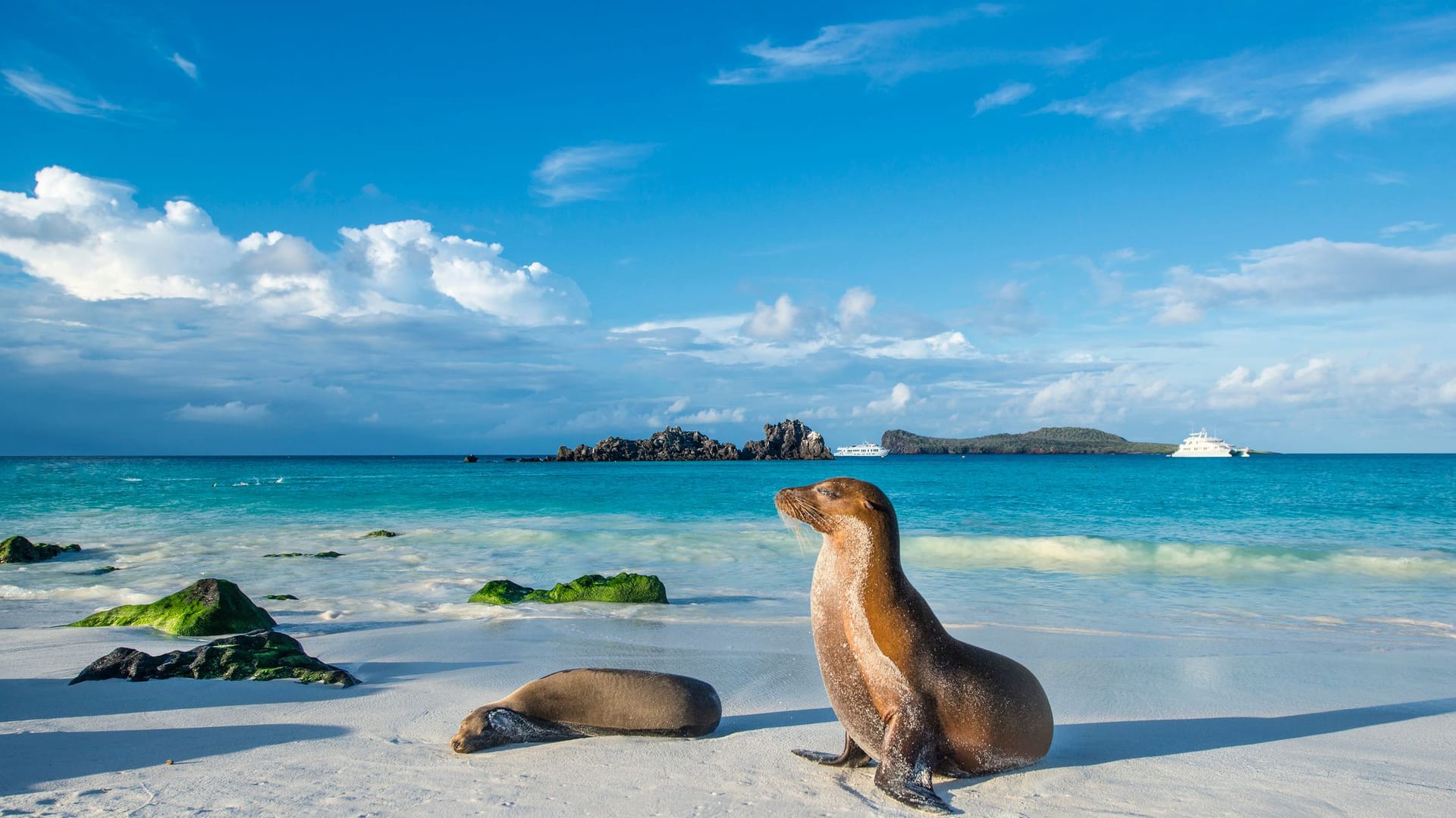 Galapagos Seelöwe: Die Tier- und Pflanzenwelt auf den Inseln ist einzigartig.