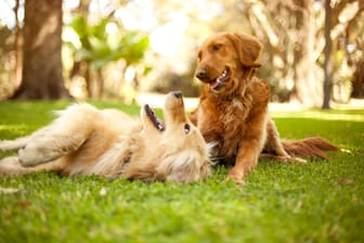 Schmerzlich vermisst: Wenn Hunde ihre Spielkameraden verlieren, zeigt sich ihre Trauer auch in ihrem Verhalten.