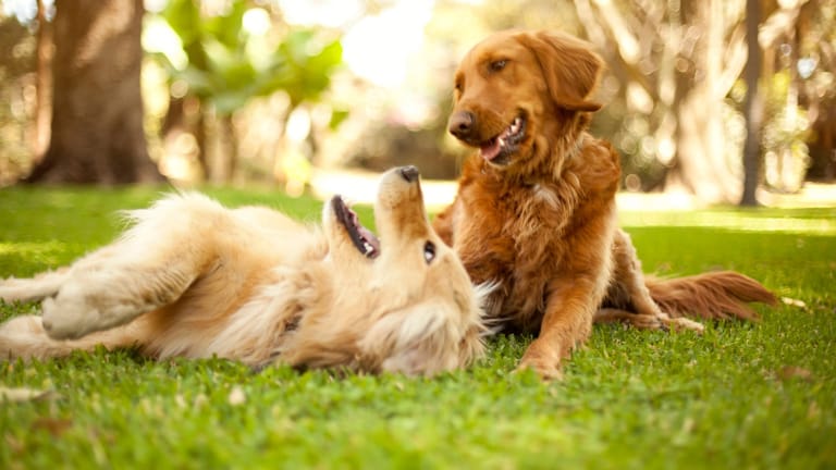 Schmerzlich vermisst: Wenn Hunde ihre Spielkameraden verlieren, zeigt sich ihre Trauer auch in ihrem Verhalten.