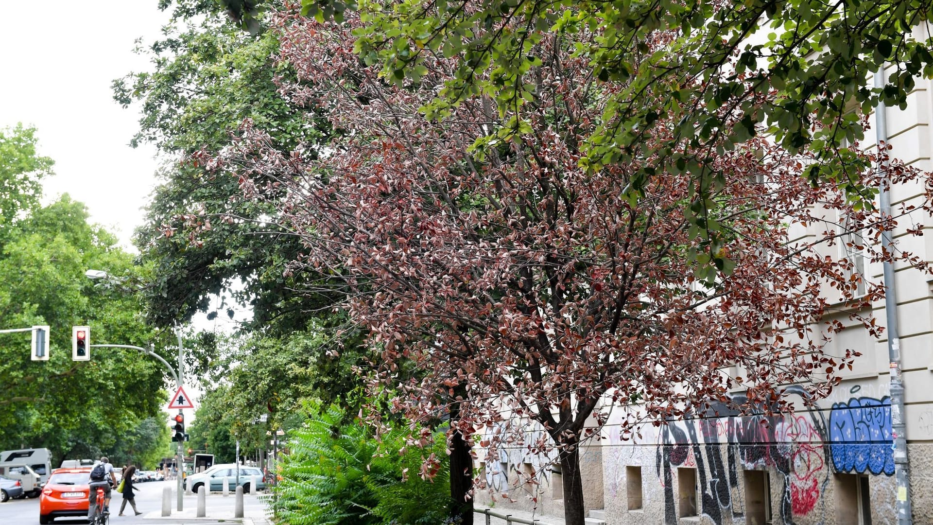 Ein vertrockneter Straßenbaum in der Gleimstraße: In zehn Jahren wurden knapp 60.000 Bäume in Berlin gefällt. Ein vertrockneter Straßenbaum in der Gleimstraße: In zehn Jahren wurden knapp 60.000 Bäume in Berlin gefällt.
