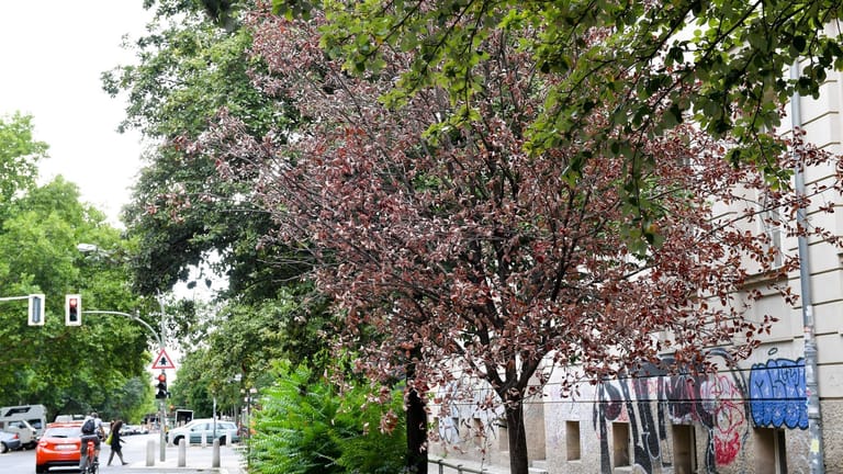 Ein vertrockneter Straßenbaum in der Gleimstraße: In zehn Jahren wurden knapp 60.000 Bäume in Berlin gefällt.
