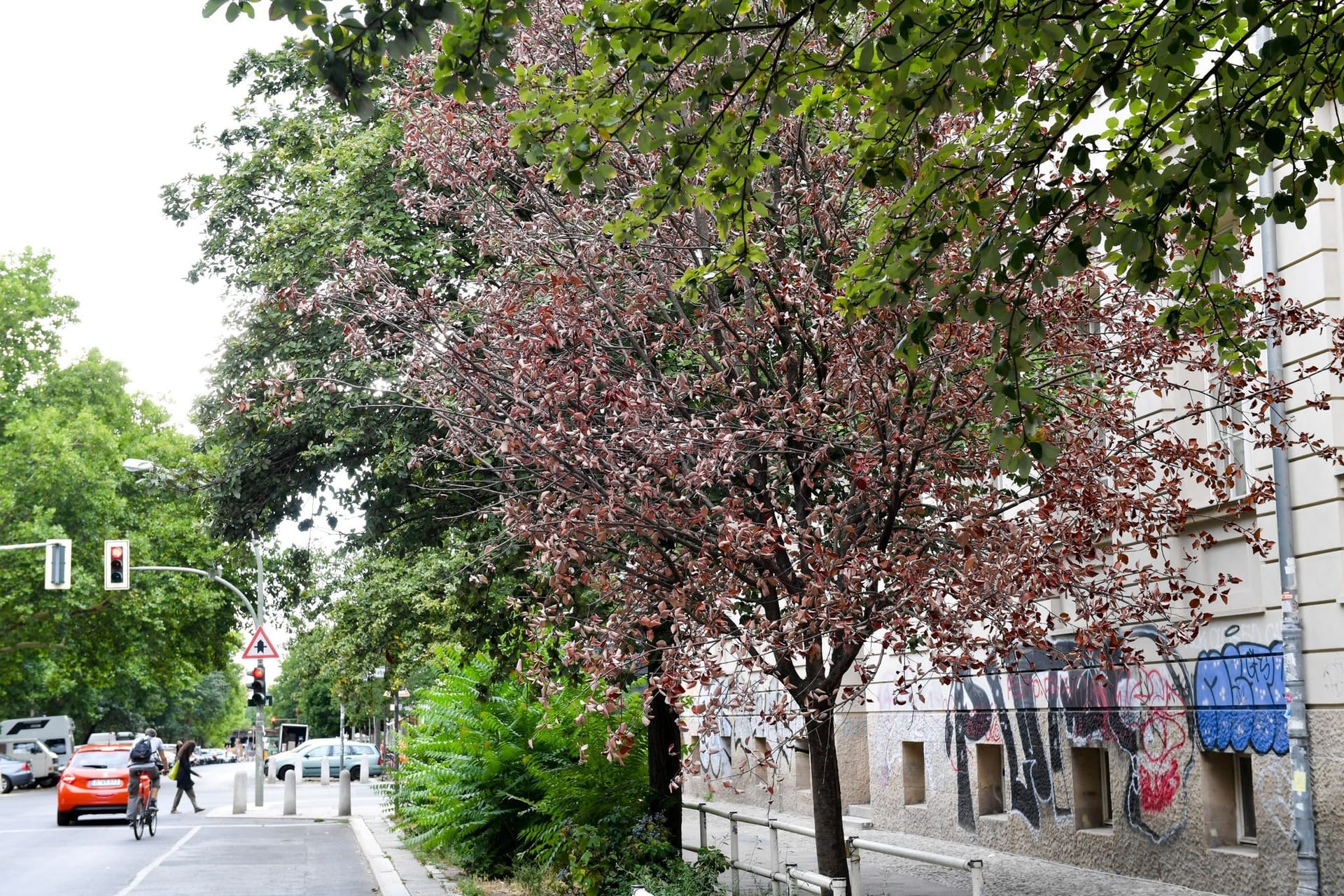 Ein vertrockneter Straßenbaum in der Gleimstraße: In zehn Jahren wurden knapp 60.000 Bäume in Berlin gefällt.