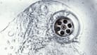 Abfluss: Reinigen Sie Rohre regelmäßig, um Verstopfungen zu verhindern.