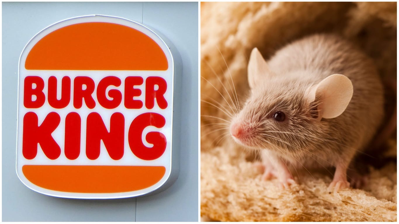 Das Burger-King-Logo und eine Maus (Symbolbilder/Collage): Ein Informant spricht von katastrophalen Hygienezuständen.