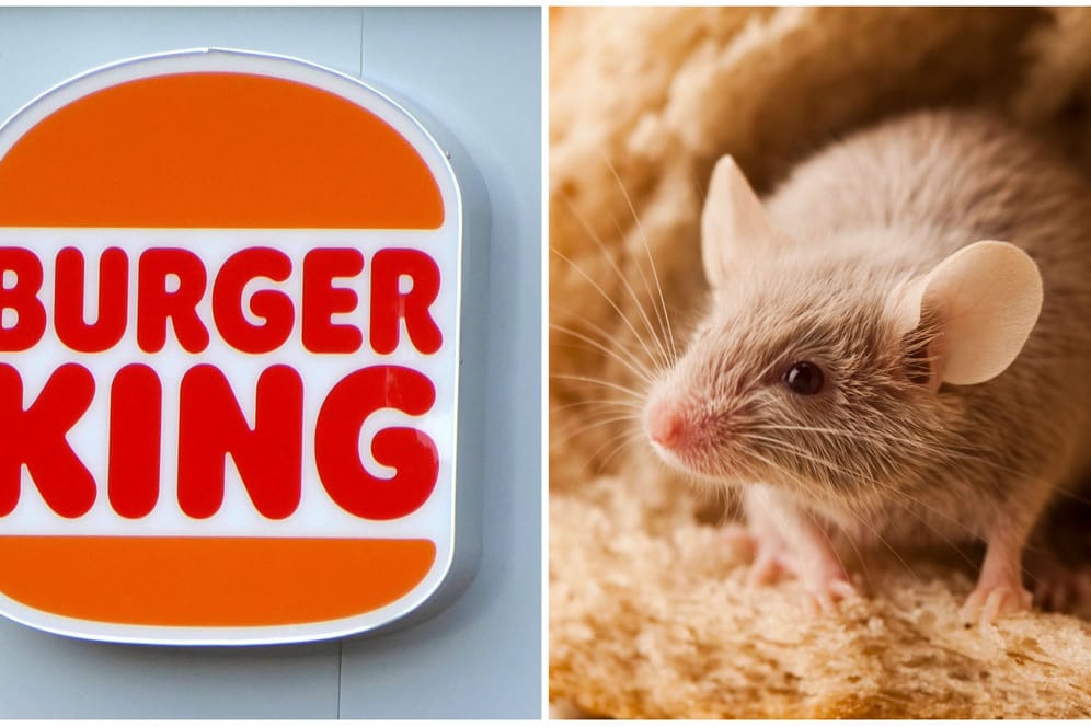 Das Burger-King-Logo und eine Maus (Symbolbilder/Collage): Ein Informant spricht von katastrophalen Hygienezuständen.