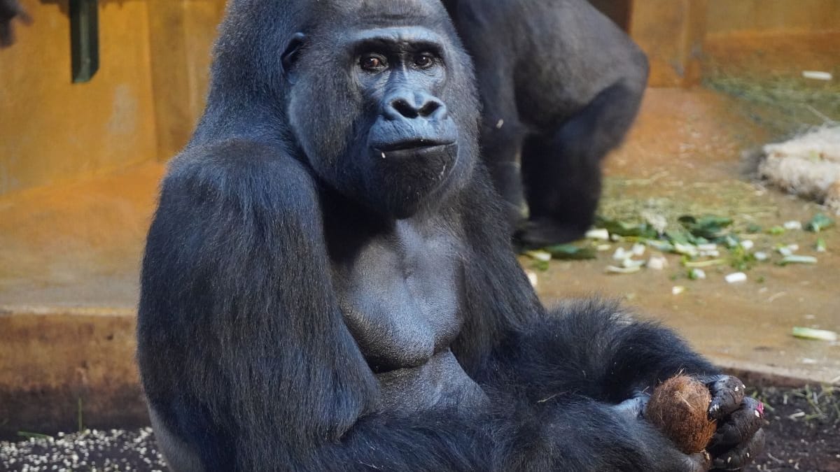 Gorilla Buzandi (Archivbild): Der Silberrücken liebt Kokosnüsse.