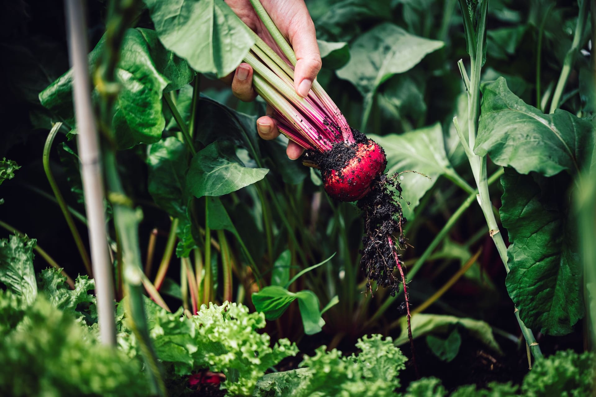 Ausgewachsene Rote Beete Knollen werden im Spätsommer bzw. Herbst geerntet.