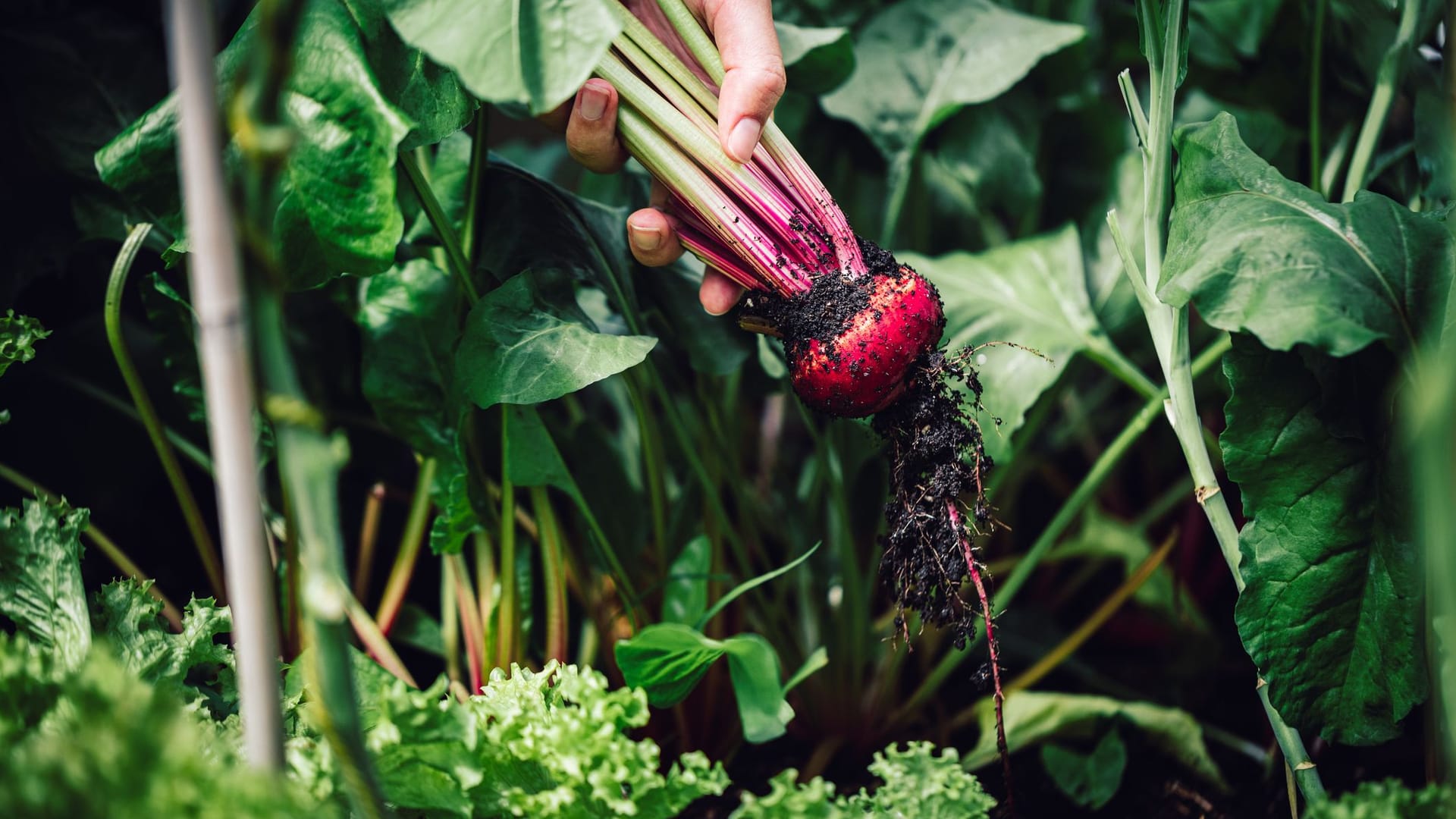 Ausgewachsene Rote Beete Knollen werden im Spätsommer bzw. Herbst geerntet.