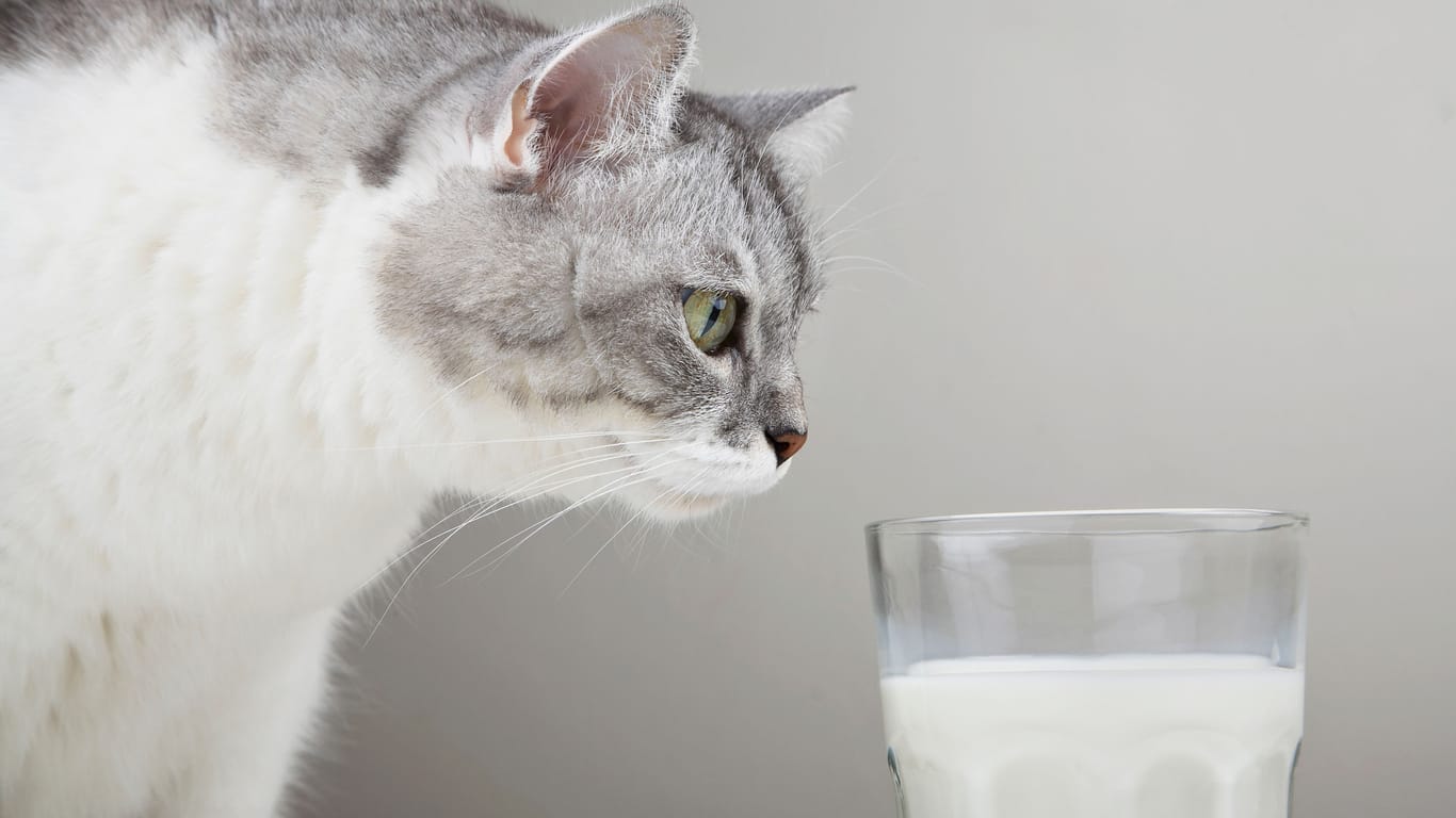 Katzen: Einige Lebensmittel können für sie giftig sein.