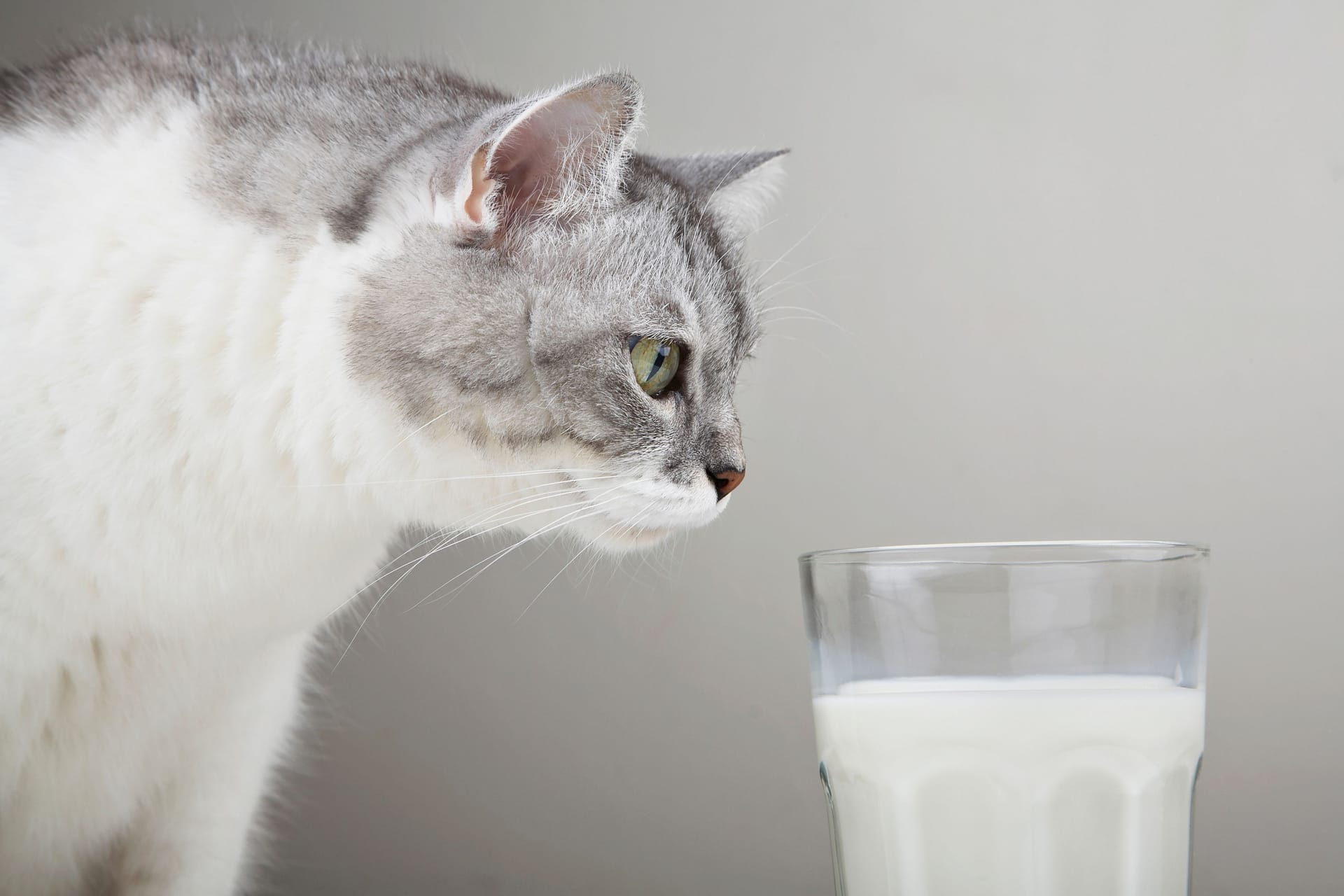 Katzen: Einige Lebensmittel können für sie giftig sein.