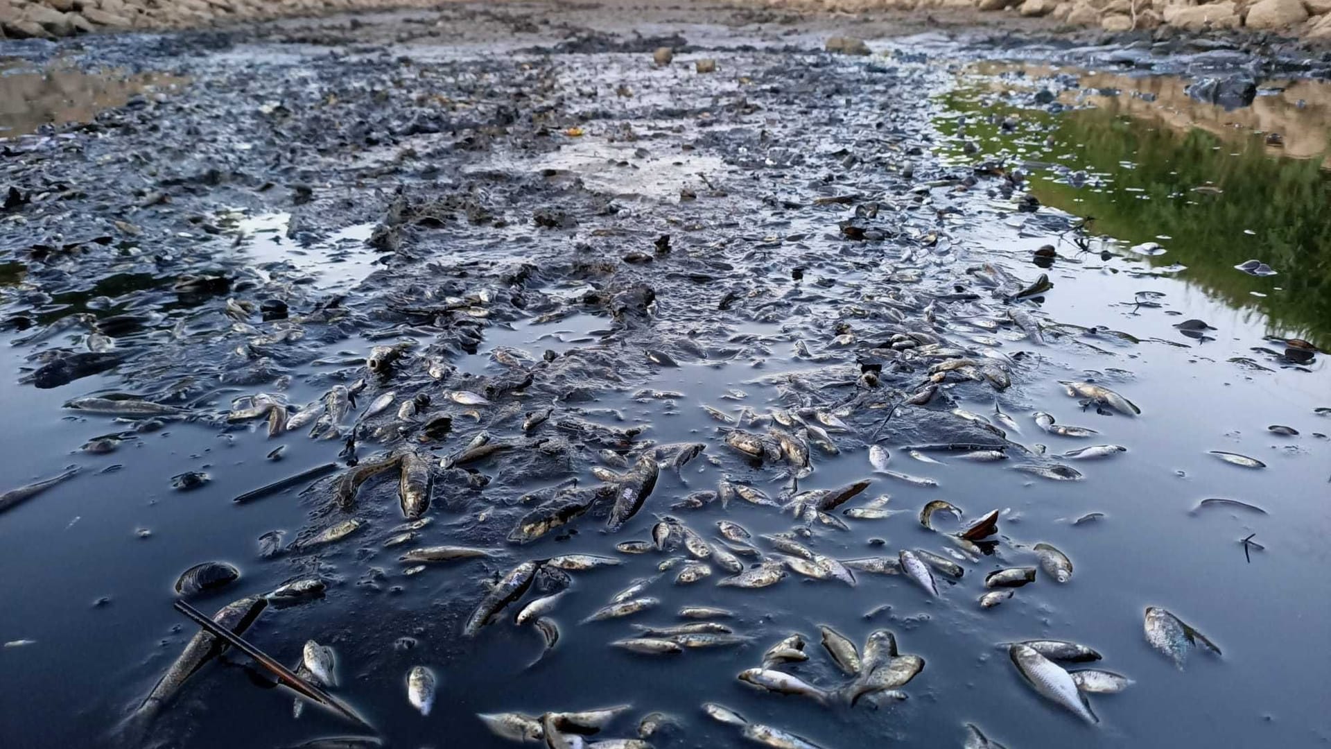 Fischsterben in der Issel: Aufgrund des geringen Wasserspiegels verenden die Tiere.