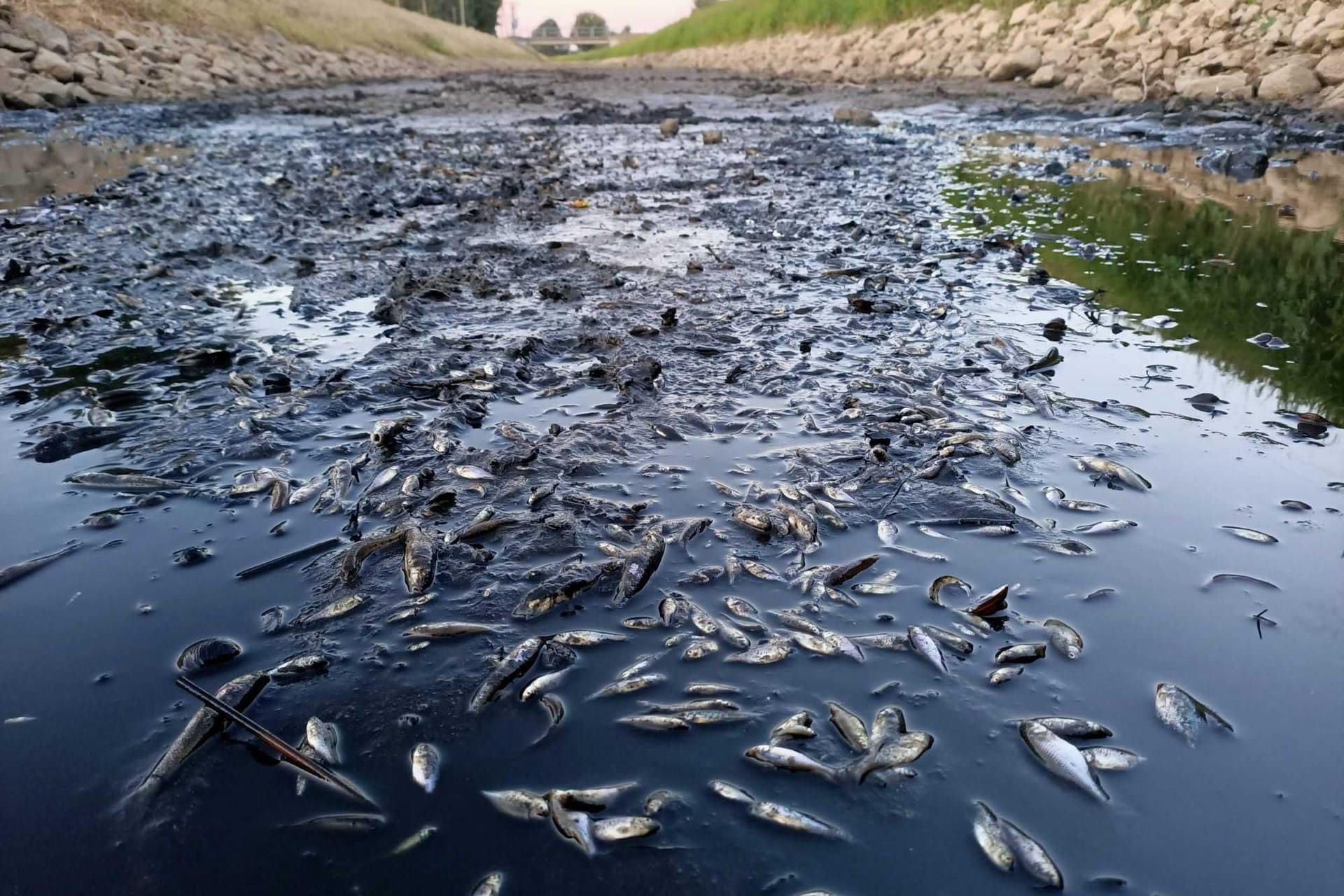 Fischsterben in der Issel: Aufgrund des geringen Wasserspiegels verenden die Tiere.