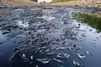 Fischsterben in der Issel: Aufgrund des geringen Wasserspiegels verenden die Tiere.